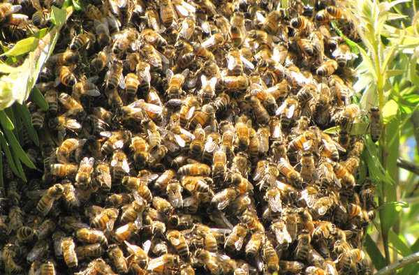 wild bee swarm