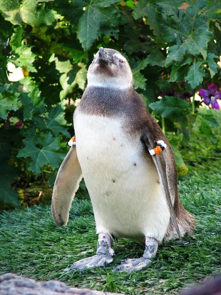 penguins 6