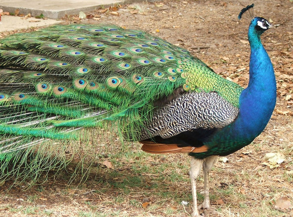 peacock colour