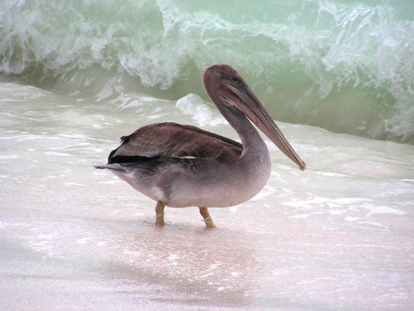 pelican: galapagos island