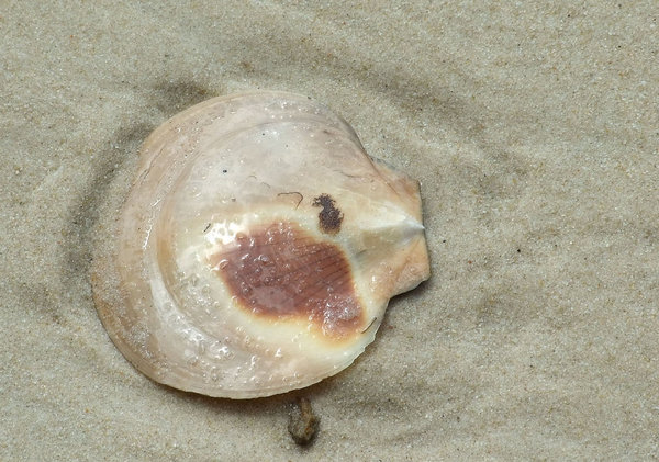 seashore seashell
