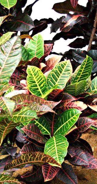 ornamental leaves