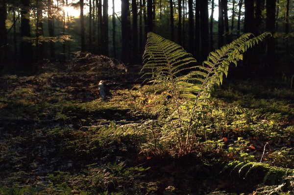 Fern: Fern with backlight from an early spring forest.