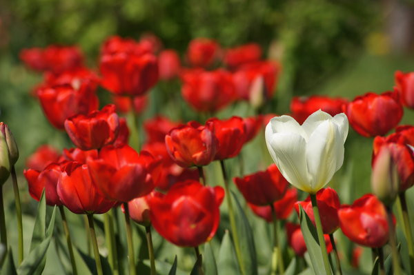 tulips: Single, white tulip surrounded red tulips.