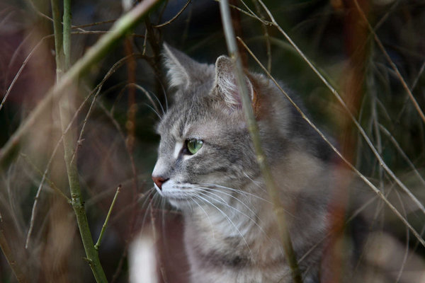 'Wild' cat: This stranger was strawling through my garden in spring. Probably looking for food.

If you wanna use my pictures, please send me a link or a PDF of the publication. An additional comment would be welcome! Thnx so much!!