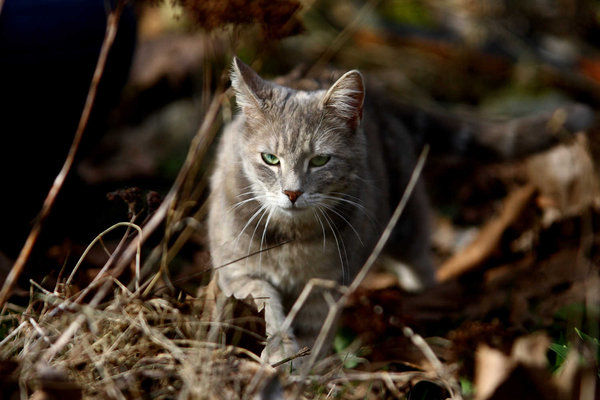 'Wild' cat