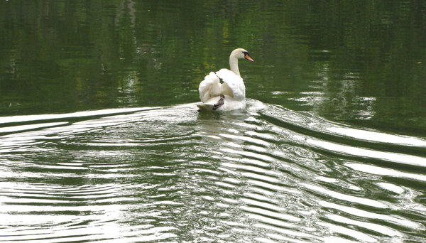 making ripples: white swan on lake causing water ripples, small waves