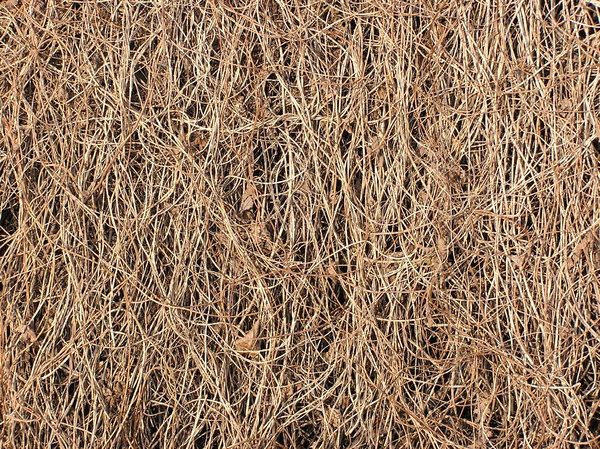Dry twigs of a creeper