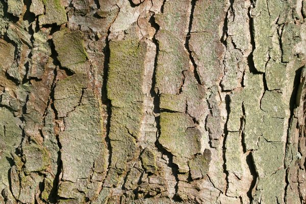 Sycamore bark: Bark of an old sycamore (Acer campestris) tree.