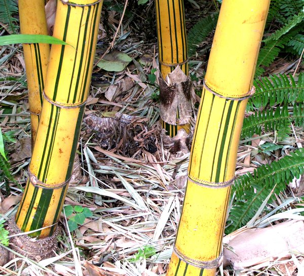 bamboo stripes