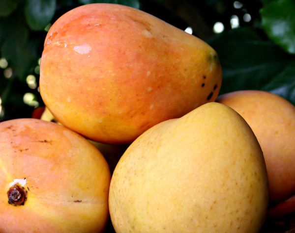 sweet mangoes: several ripe golden mangoes