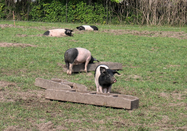 lazy pigs: lazy pot-bellied pigs