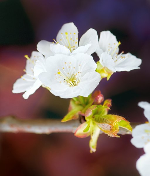 Apple blossom: Vivid colored apple blossom