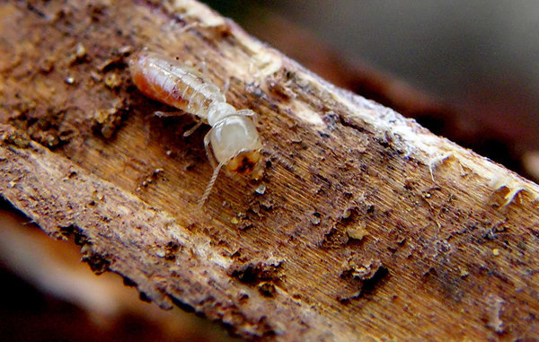 termite terror