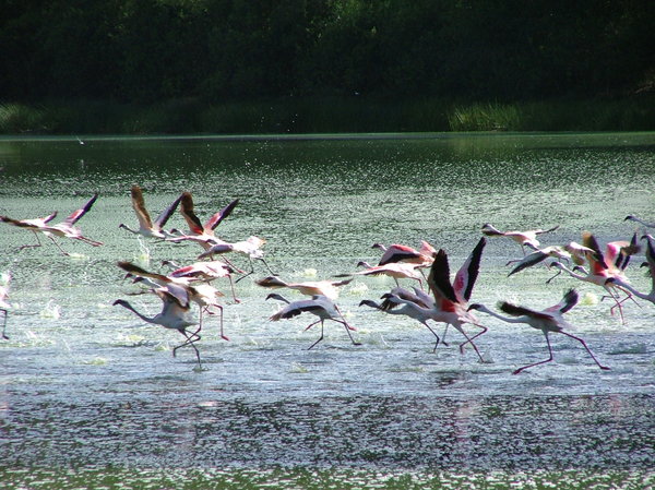 Flamingos taking off