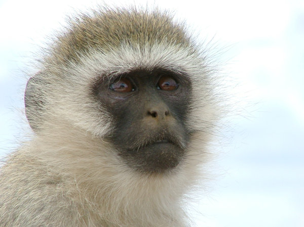 Vervet Monkey: Vervet monkey staring into space (Tiwi, Kenya)
