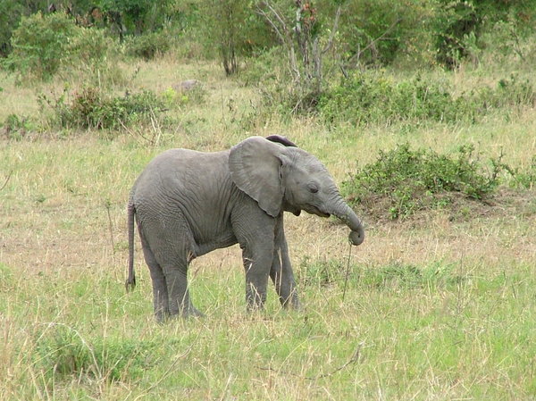 Baby Elephant: 