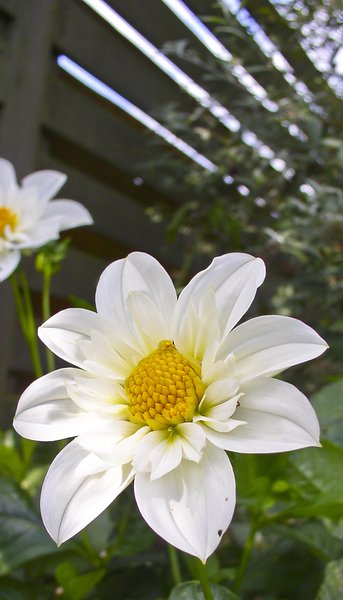 Flower white