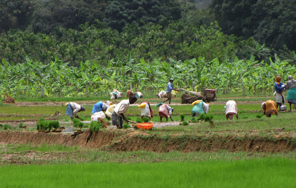 Planters in the Paddy field