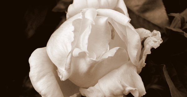 Rose in sepia