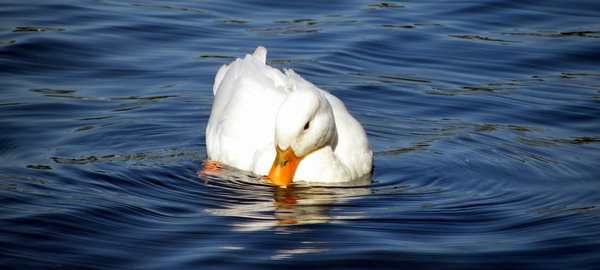 White duck 4