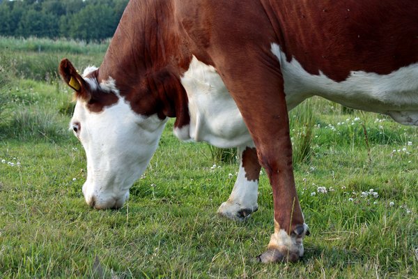 Part of cow