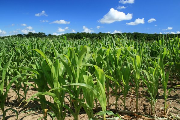 Corn (maize) crop: 
