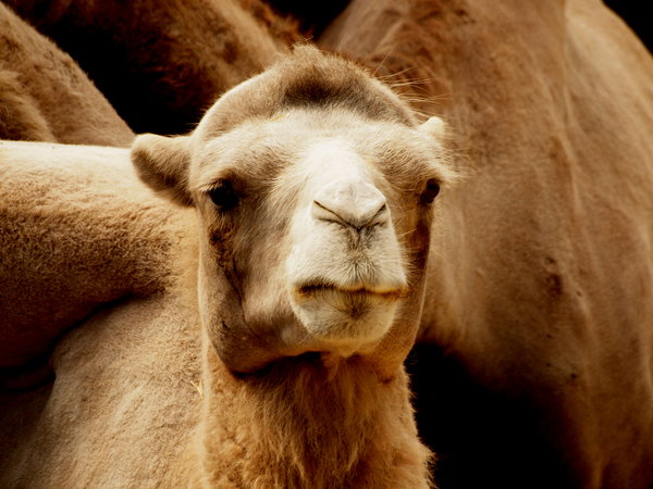 Camel: Camel at Zoo Antwerp.