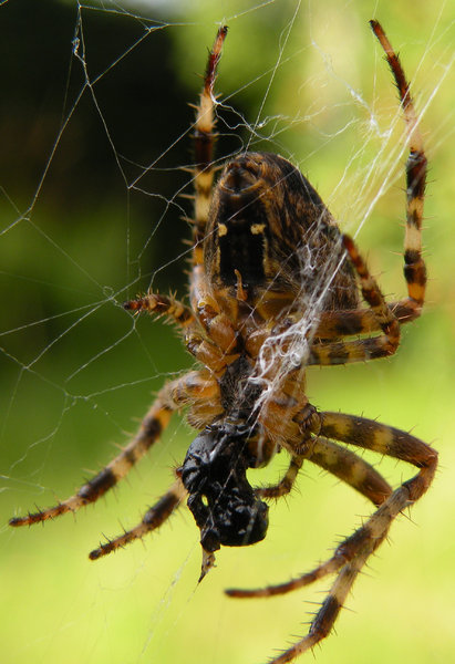 Cross spider on the hunt 2