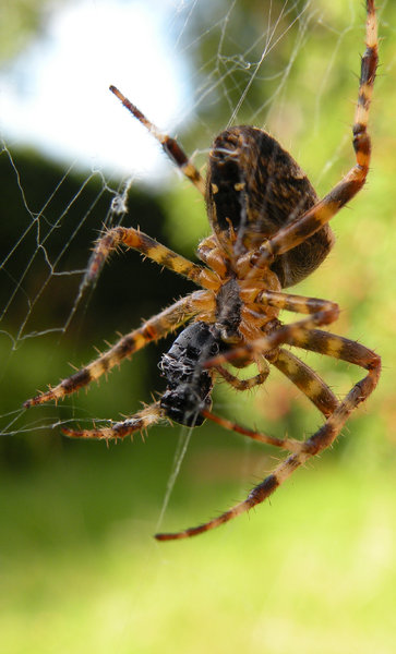 Cross spider on the hunt 4