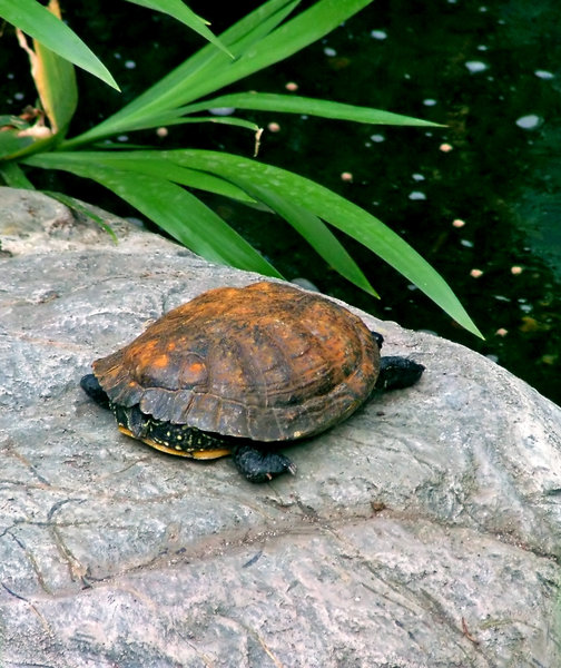 Turtle