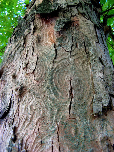 Odd pattern tree trunk