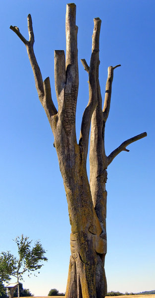 Dead tree with runes