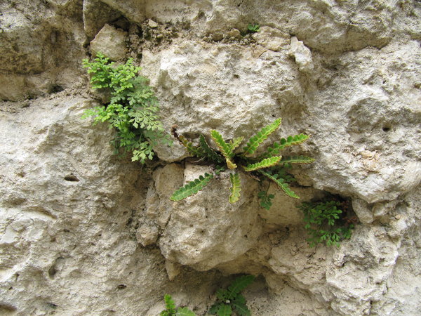 Ferns on wall.
