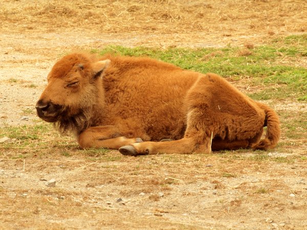 American Bison Baby