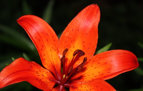 Flower - orange