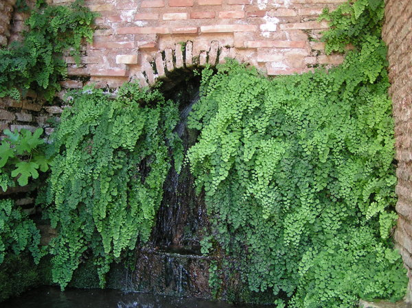 Ferns between bricks.