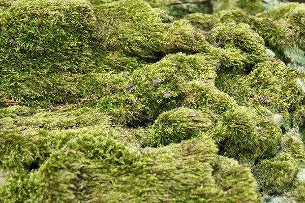moss texture: moss living on tree bark