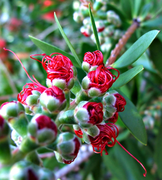 tangled buds: red bottlebrush flower buds beginning to open - Australian flora