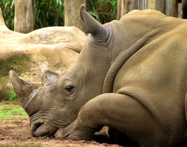 rhino rest
