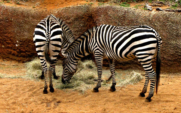 Z = Zebras