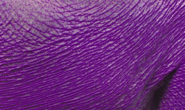 wrinkled purple