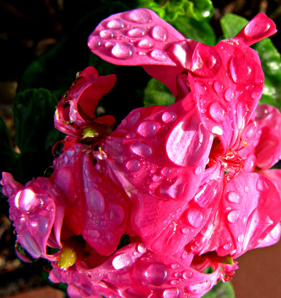 pink geranium raindrops