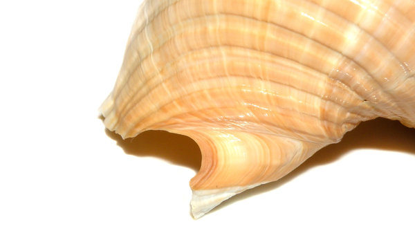 Snail shell closeup 3