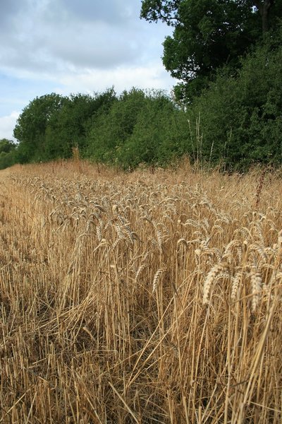 Field edge wheat