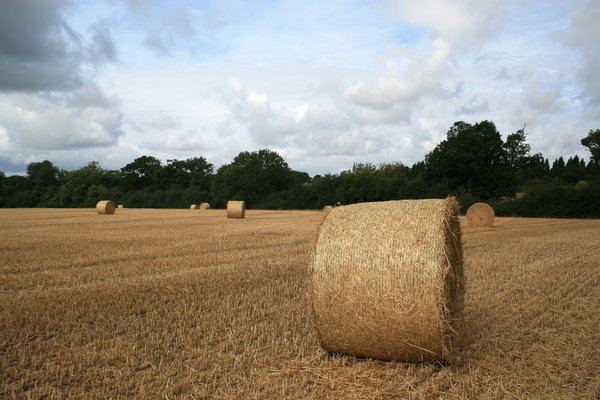 Hay rolls: Hay rolls in a field in West Sussex, England.