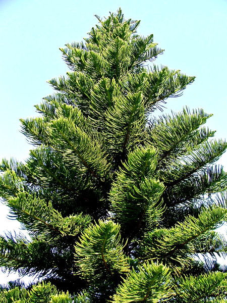 Norfolk pine