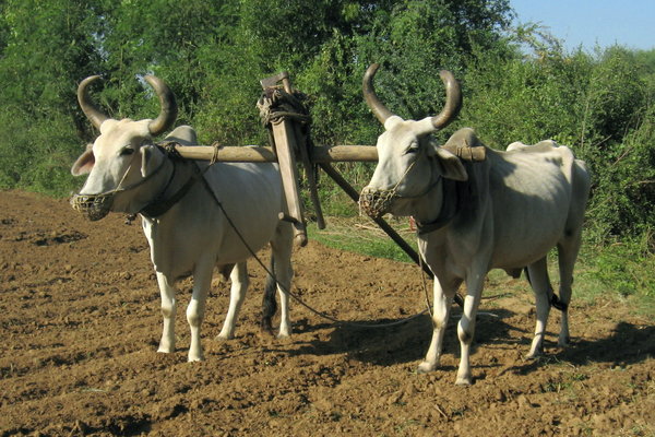Oxen 1: A pair of oxen patiently awaiting their master to start sowing the field at Village Sevasi in Gujarat, India.