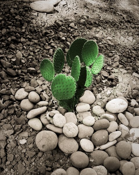 Cactus