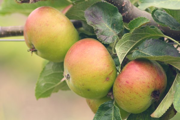 English apples on a branch